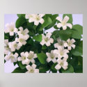 Orange Blossom posters