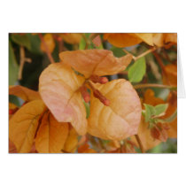 Orange Bougainvillea Card by emele1 Orange Bougainvillea Card