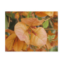 Orange Bourgonvillia Postcard by emele1 Orange Bourgonvillia Postcard