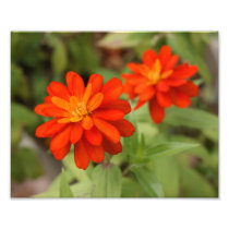 Orange Burst ! 10x8 Photograph