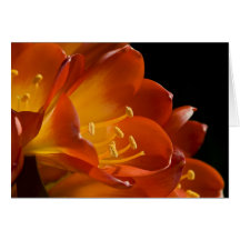 Orange Bush Lily #2 Cards