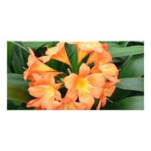 Orange Bush Lily Flower or Natal Lily Photo Cards