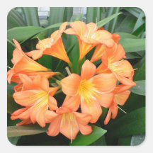 Orange Bush Lily Flower or Natal Lily Square Stickers