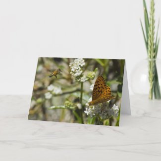 Orange Butterfly and Bee Cards