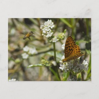 Orange Butterfly and Bee Post Card