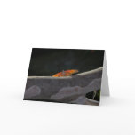 Orange Butterfly Card