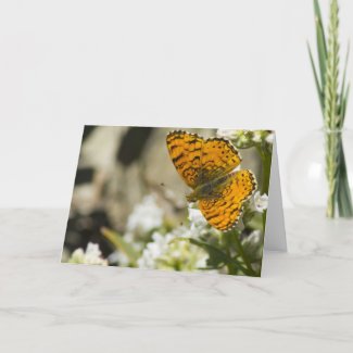 Orange Butterfly Card