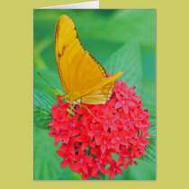 orange butterfly cards
