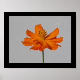 Orange Butterfly Flower Poster - Made in the USA