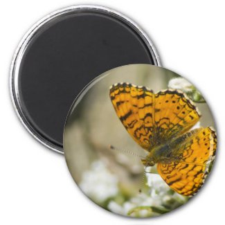 Orange Butterfly Fridge Magnets