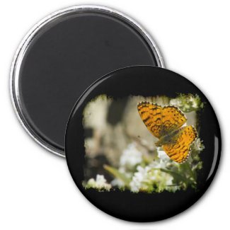 Orange Butterfly Magnets