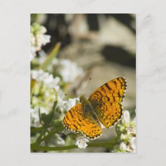 Orange Butterfly Post Cards