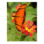 orange butterfly post cards