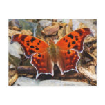 Orange Butterfly