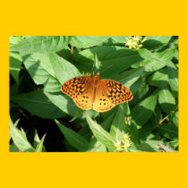 Orange Butterfly Poster/Print - Bordered