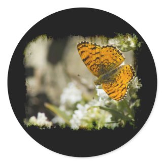 Orange Butterfly Round Sticker