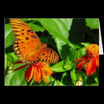 Orange Butterfly Upclose cards
