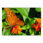 Orange Butterfly Upclose Cards