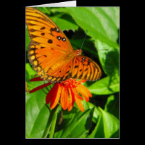 Orange Butterfly Upclose cards