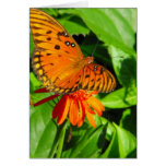 Orange Butterfly Upclose Greeting Cards