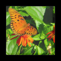 Orange Butterfly Upclose magnets