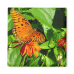 Orange Butterfly Upclose Magnets