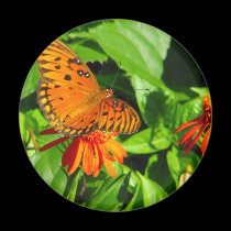 Orange Butterfly Upclose magnets