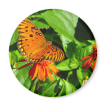 Orange Butterfly Upclose Fridge Magnets