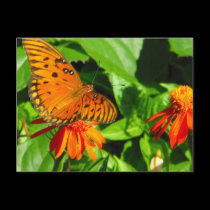 Orange Butterfly Upclose postcards