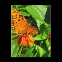 Orange Butterfly Upclose postcards