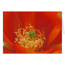 Orange Cactus Flower cards