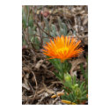 Orange Cactus Flower Poster posters