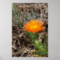 Orange Cactus Flower Poster