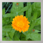 Orange Calendula Flower Poster