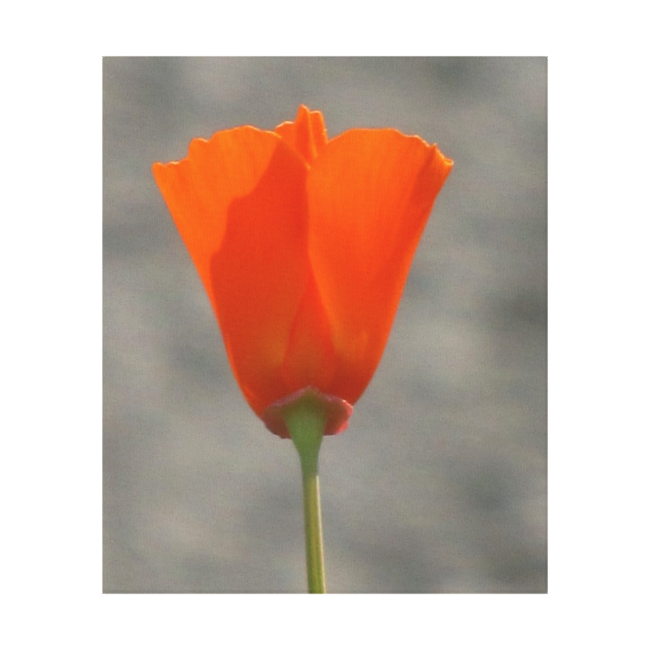 Orange California Flower Canvas Print Orange California Flower Canvas Print
