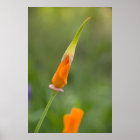 Orange California Poppy Bud style=border:0;