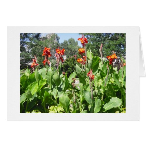 Orange Cannas Card card