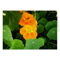 Orange cards