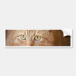 Orange cat bumper stickers
