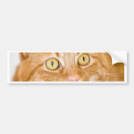 Orange cat bumper stickers