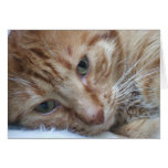 Orange Cat card