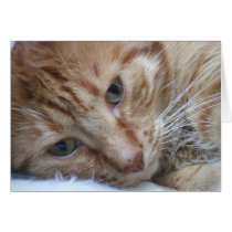 Orange Cat card