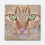 Orange Cat Magnet