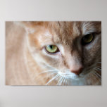 Orange Cat Poster