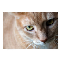 Orange Cat Poster posters by blumenthalphoto Orange Cat Poster posters