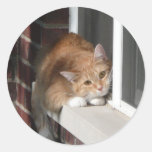 Orange Cat Sticker