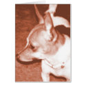 Orange Chihuahua Pop Art Card
