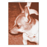 Orange Chihuahua Pop Art Card