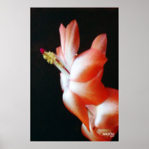 Orange Christmas Cactus Posters