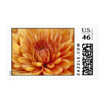 Orange Chrysanthemum stamps